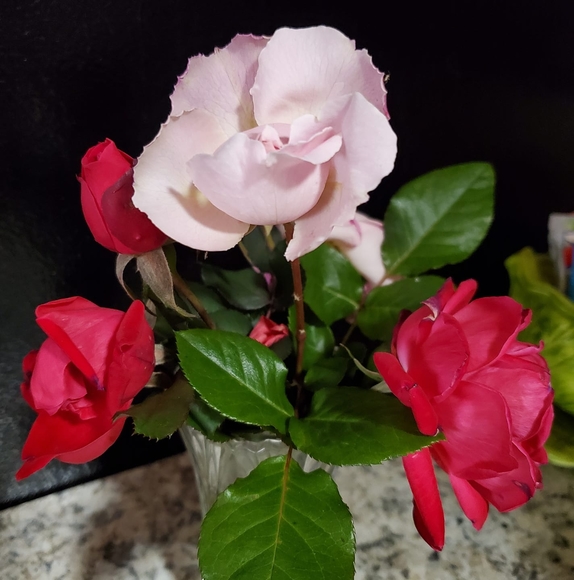 darlahayes65